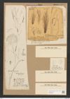 Berkeleya rutilans var. drillwynii (Ag.) Grun. (de-Toni-Nr.: Genus 21, Species 1218) Zeichnungen Sammlung Grunow Nr. 2348 (NHMW-BOT-W0369478)